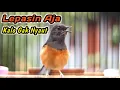Download Lagu BELUM  5 DETIK‼️MURAI BATU DIAM DISITU LANGSUNG NAIK EMOSI JADI GACOR FULL BONGKAR ISIAN SEKETIKA
