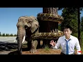 Download Lagu Baby Elephant Flags Down Car to Save His Mom From Giant Snake!