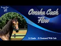 Omaha Cash Flow Southern Gaits Farm