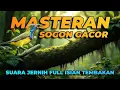 Download Lagu Masteran Sogok Ontong Full Tembakan | SOGON Speed Rapat Isian Kenari, Belalang Emas, Lovebird !!