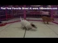 Chihuahua Puppies Dogs For Sale In Little Rock Arkansas AR 19Breeders Fayetteville