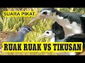 Download Lagu SUARA PANGGIL BURUNG RUAK RUAK VS TIKUSAN