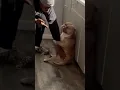 Download Lagu He had to put his dog under arrest 😂