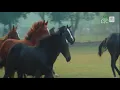 Importance of Pedigree Genes