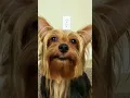 Download Lagu Dog says I love you