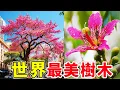 Lagu 美到窒息！全球最驚艷的10種觀賞樹，第1名簡直像掉進了仙境！從烈火鳳凰木到夢幻藍花楹，看完想立刻搬家！#top10 #科普 #植物 #最美樹木 #plants #trees