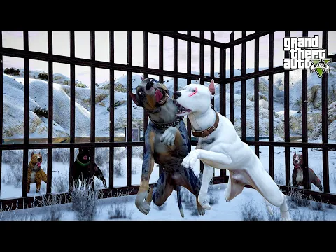 Video Thumbnail: PRİME BEYAZ PİTBULL JACK GERİ DÖNDÜ! GONZALES'İN İPİNİ ÇEKİYOR! - GTA 5