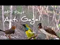 Download Lagu Suara Pikat Kutilang Ribut Vs Burcil Sogon Prenjak Anti Gagal
