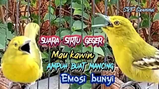 Download SUARA SIRTU PIKAT PALING AMPUH SEMUA SIRTU JAMIN LANGSUNG TURUN #sirtugacor@srfchannel3881 MP3