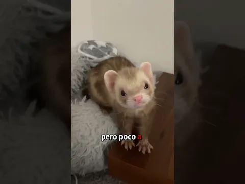 Rescató a una pequeña comadreja que quedó sola en la carretera #comadreja #rescate #animals #shorts