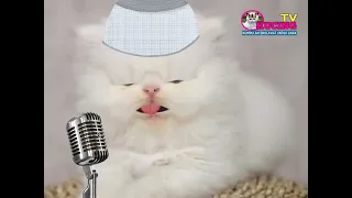 Download Kucing Lucu Ngaji Ayat Kursi Merdu MP3