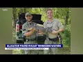 TWRA Alligator found in East Tennessee waters