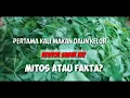 Download Lagu Daun Kelor MITOS dan Manfaat,Dunia tak selebar daun kelor.