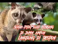 Suara pikat luwak pandan #trending  luwak bermata kuning padat di jamin Ampuh !!!!!....