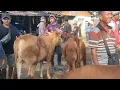 Download Lagu Sapi bakalan betina harga muali 9jt up di pasar hewan ngulakan Pati, Sabtu 5 Juli 2025