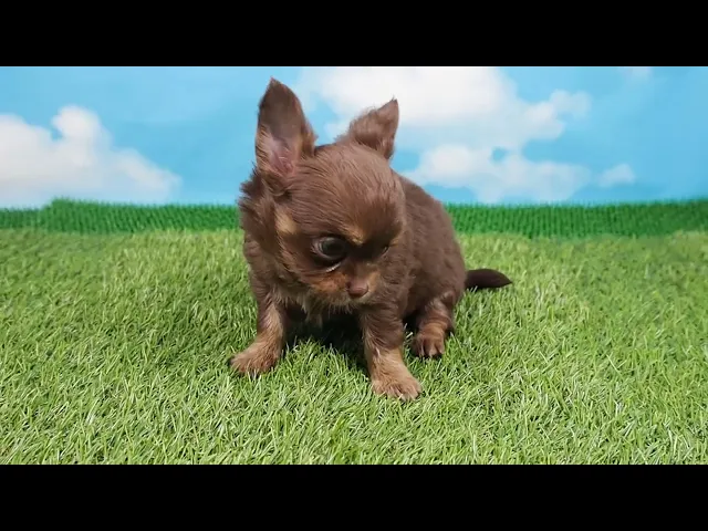 動画