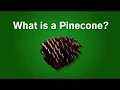 What is a Pinecone