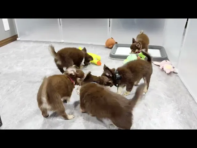 動画