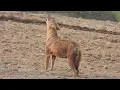 Lagu Fox Sound--10 Minute Jackal Sound--Sheyal er Dak--Golden Jackal Howling -Jackal Call- Fox call