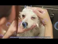 Grooming Salon and Petco