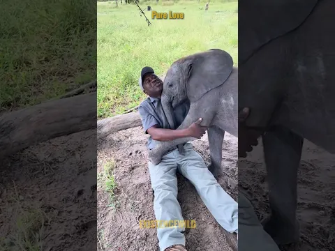 When Animals Show Pure Love 💛 #animals #love #wholesome