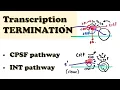 Eukaryotic Transcription TERMINATION - CPSF Integrator Pathway