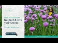 Garden Chives How to Grow Prune Harvest and Use