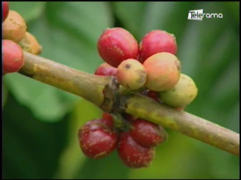 Ecuador Agropecuario 10-08-2017