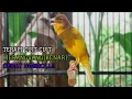 Download Lagu SUARA Kenari MASTERAN TERBAIK Cuit CUIT BIRAHI UNTUK PANCINGAN \u0026 MASTERAN Kenari PAUD AGAR BUNYI
