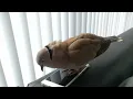 Download Lagu Pet dove Skippy bow cooing on the phone and cooing to me