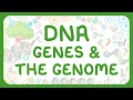 Download Lagu GCSE Biology - DNA Part 1 | Chromosomes \u0026 Genome