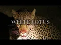 White Lotus