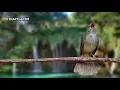 Download Lagu solusi atasi burung bisu macet bunyi | pancingan suara kapas tembak gacor | masteran semua burung