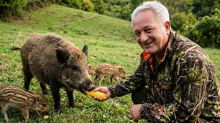 Cijelo selo brine o divljoj krmači i pet praščića
