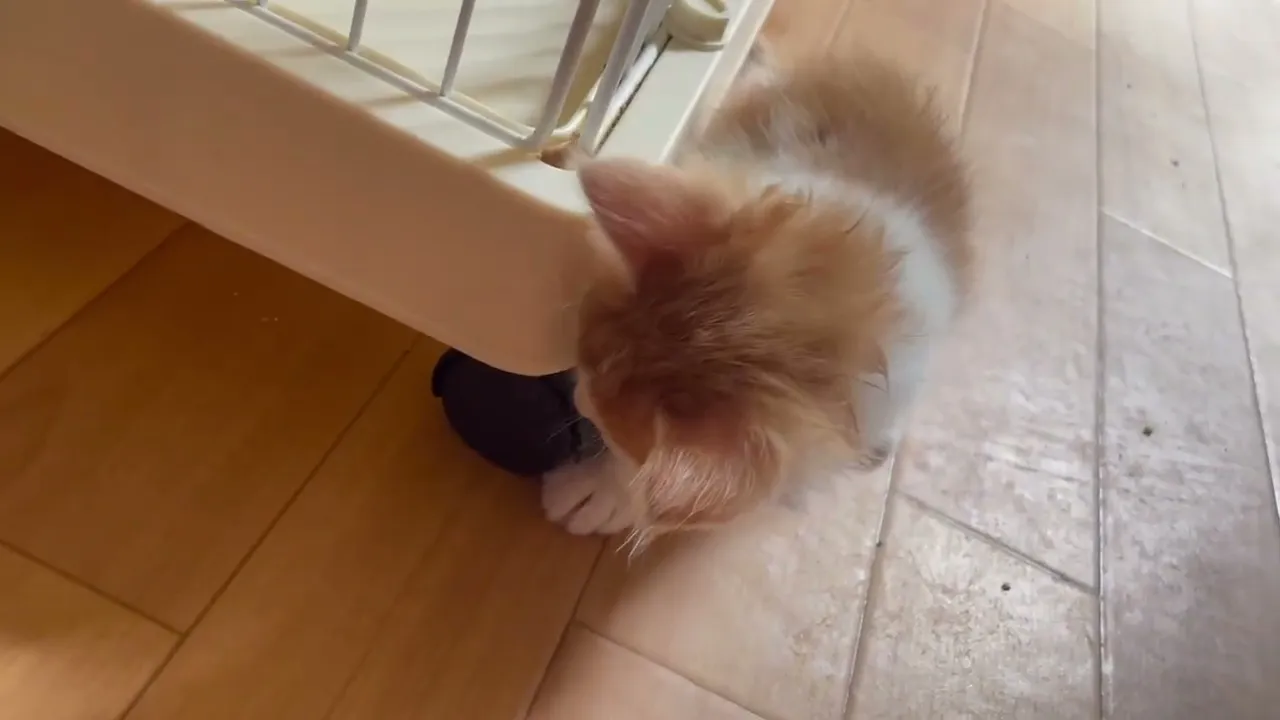 動画