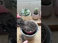 Download Lagu Repotting hack for Cactus 🌵 #plants #cactus #houseplants #repotting #shorts