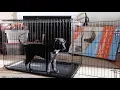 WE FOUND A LARGE CRATE FOR BRUNO AT Walmart Unboxing 70 Vibrant Life LARGE Dog Training Crate