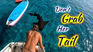SDA211 Don’t Grab Her Tail: New Sail, Shark Pets & Keel Patch