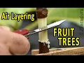 CLONE a FRUIT TREE the EASY WAY Air Layering Fruit Trees