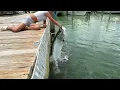 Download Lagu MASSIVE Tarpon Engulfs My Kid’s Arm at Robbie’s in Islamo￼rada