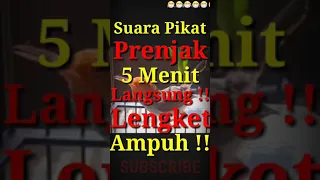 suara pikat prenjak setres cepat pulih ampuh pikat liyar 5 menit jamin super lengket 
