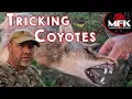 Sounds To Trigger Coyotes When Others Wont MFK Coyote Hunting