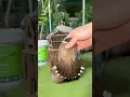 Download Lagu Bắt được 2 chú Chim Chào Mào Trống Cực Chiến😍 #đạtbirdtv #pets #birds #aviary #shorts