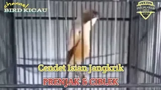 Download Cendet Isian Jangkrik, Prenjak \u0026 Ciblek MP3