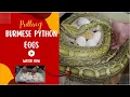 HAVE YOU SEEN THIS Pulling Burmese Python Eggs