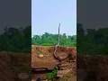 Black Mamba Huge!!! #shorts #farming #wildlife #snake #mamba #blackmamba #deadly