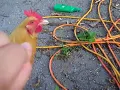 Chickens Eating Peanuts