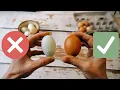 Selecting Eggs for Incubation - 12 Common Mistakes