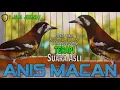 Download Lagu PANCINGAN ANIS MACAN NGEPLONG GACOR BUKTIKAN SAAT PUTAR MASTER SUARA ASLI ANIS MACAN INI