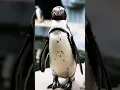 Download Lagu THE KING OF ANTARCTICA! a penguin in its enclosure! #Shorts